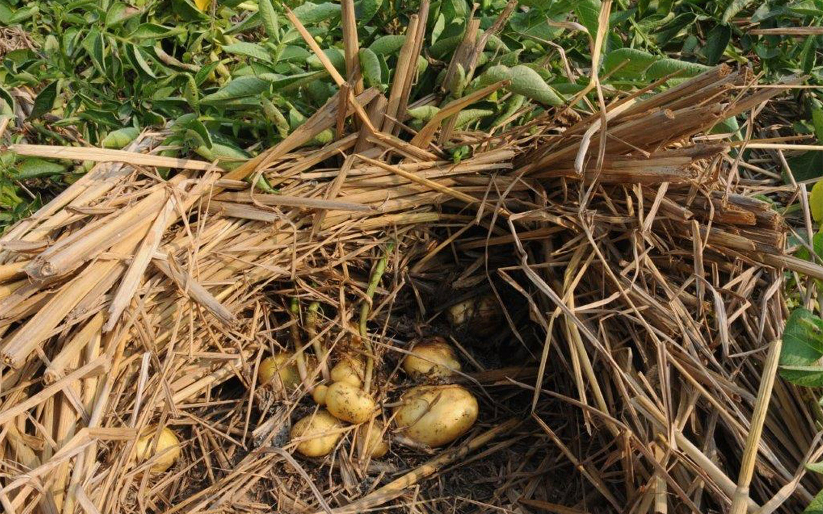 Development of potato tubers under the rice straw. Copyright: Jürgen Kroschel