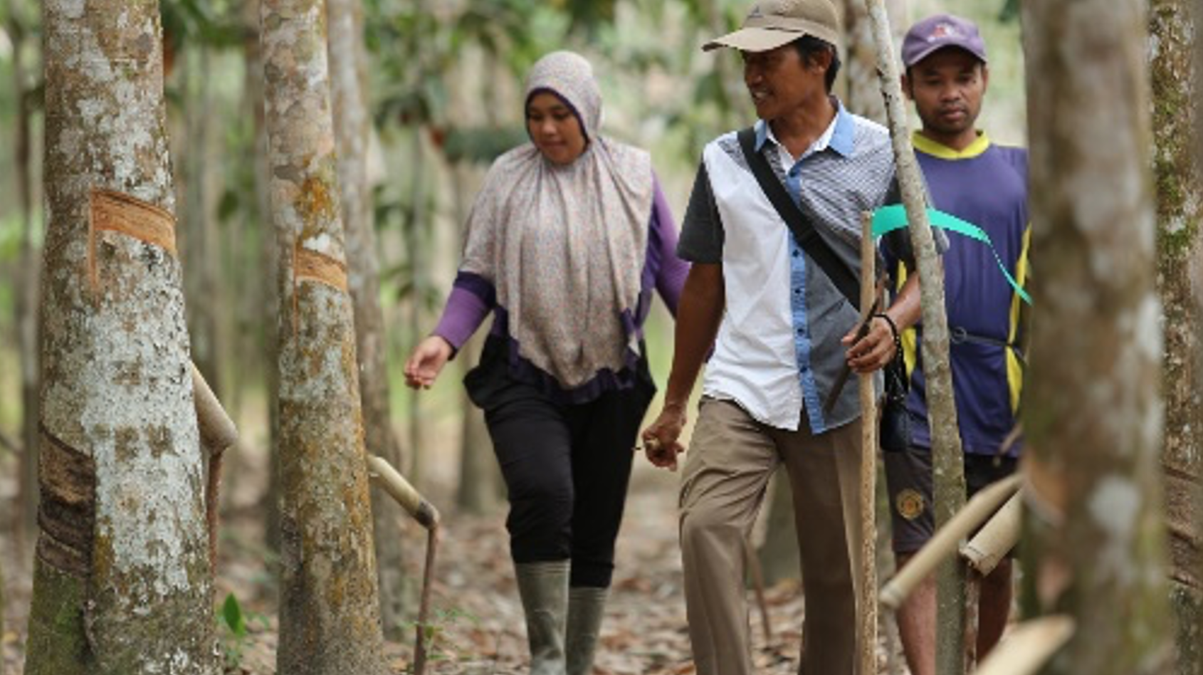 Smallholder farmers and GIZ staff surveying the natural rubber plantation in Kapuas Hulu. ©Canopy/GIZ
