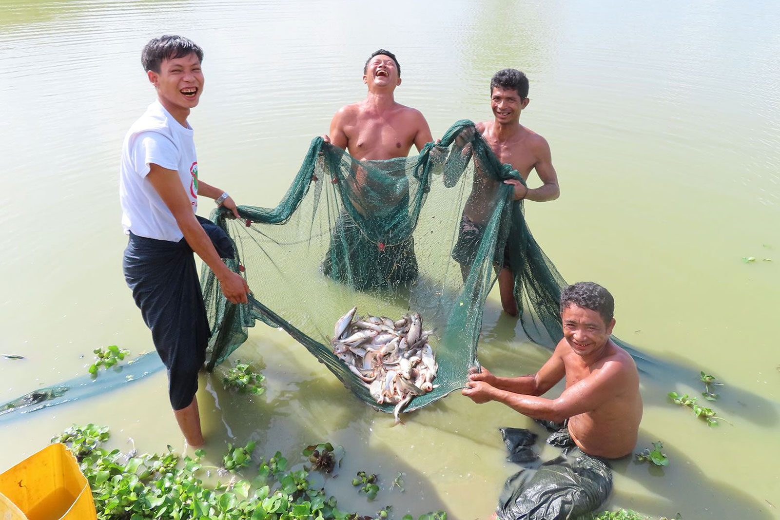 Monitoring of fish growth rate at Winsu village, Kyauttaw, Rakhine State. Copyright: GIZ FNS Rakhine