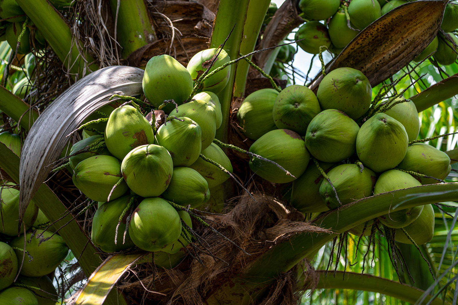 Nam hom coconuts. Copyright: GIZ