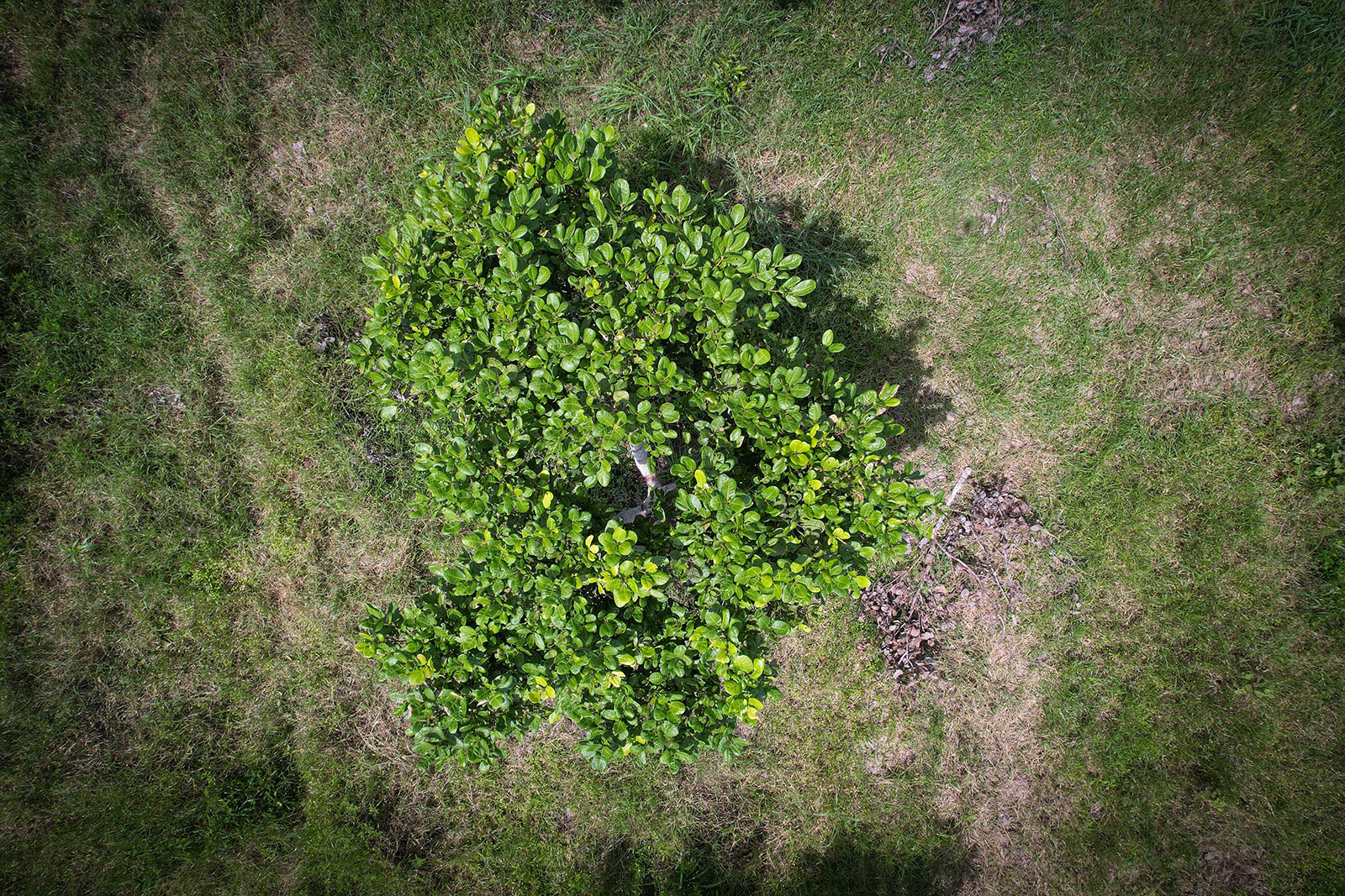 Cashew tree from above (KH). Copyright: GIZ/CRAS