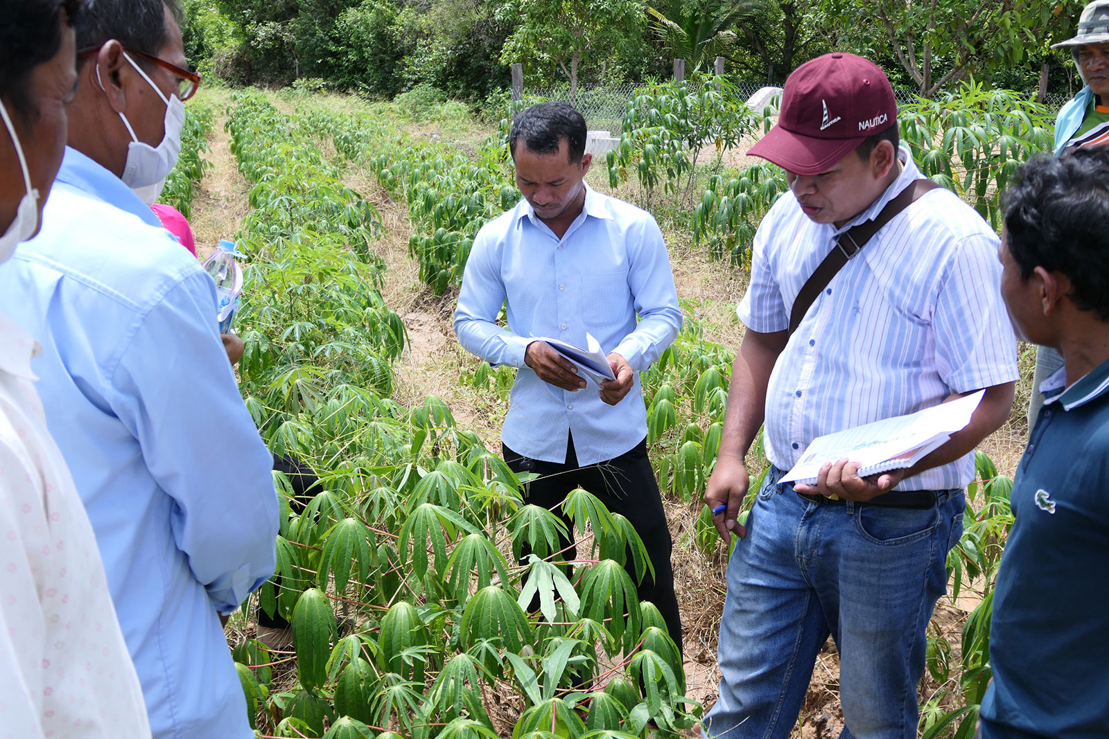 Farmers being trained in identifying Pests and Diseases in Cassava Fields (KH). Copyright: GIZ/CRAS