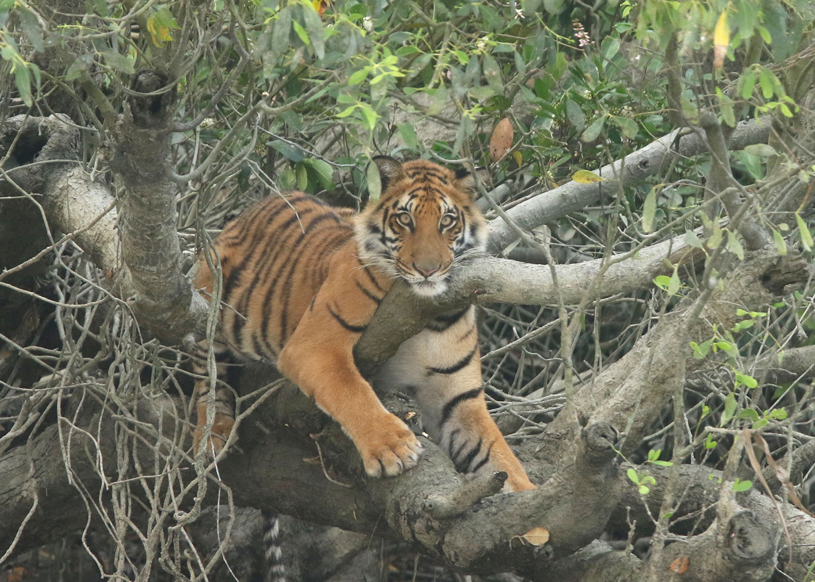 Tiger in the Sundarbans; Copyright: © IUCN / A. Azad