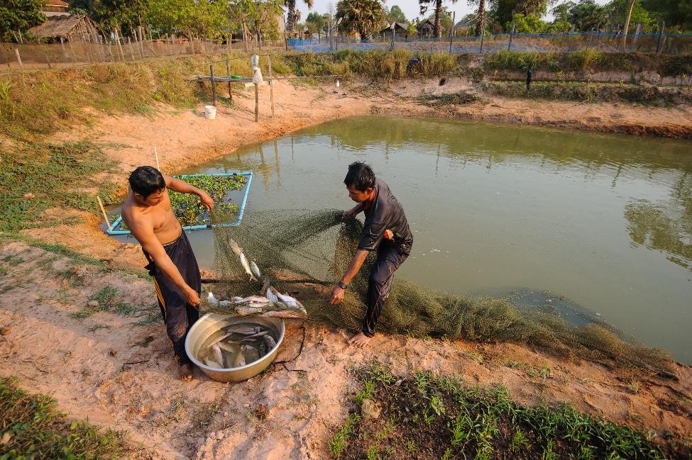 Fish farmer clients harvesting their fish