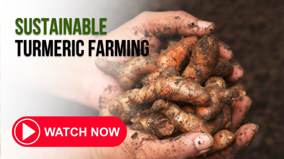 Harvesting Hope: Sustainable Turmeric Farming | ©GIZIndia