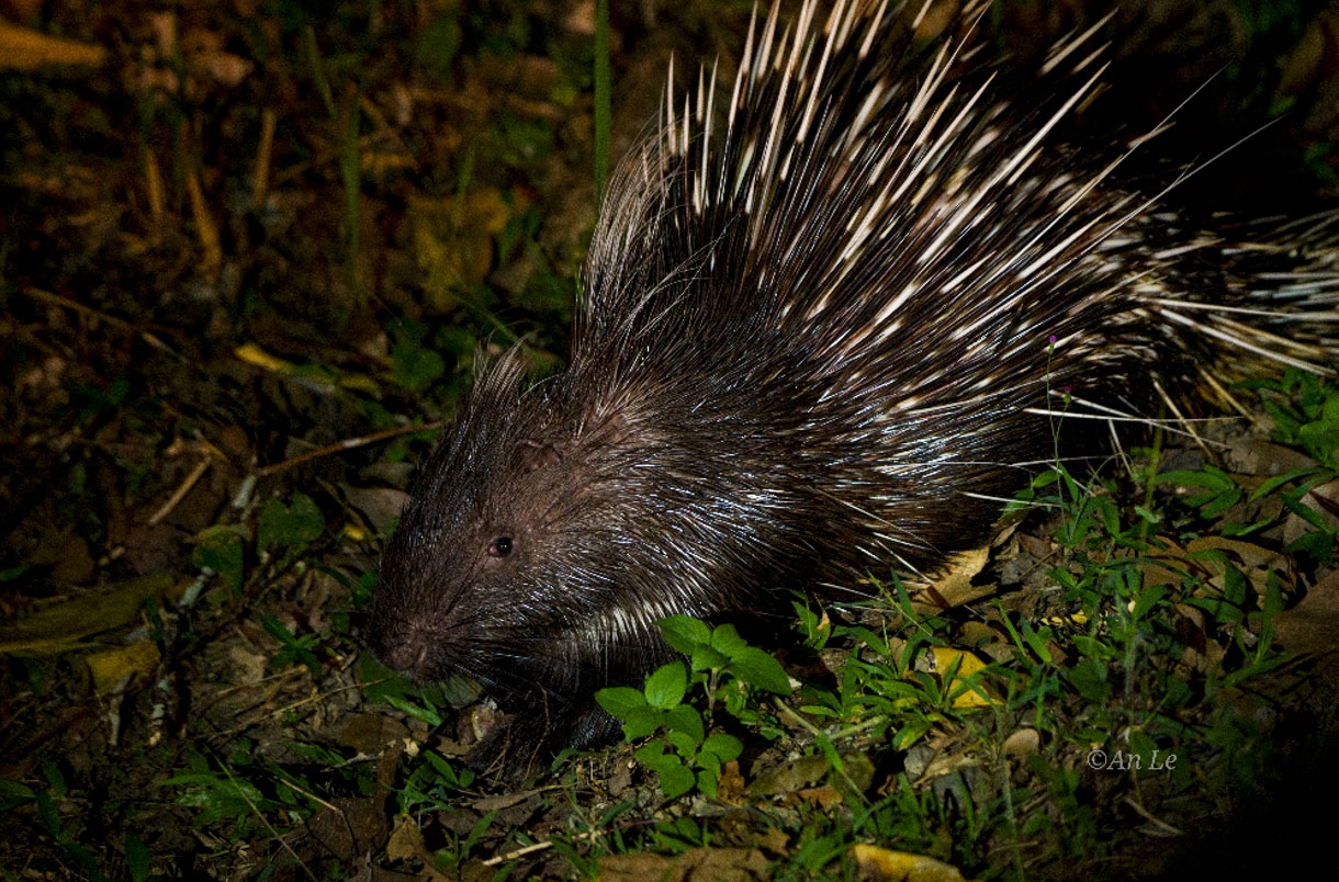 Malayan Porcupine spotted during the night safari in Khao Yai National Park